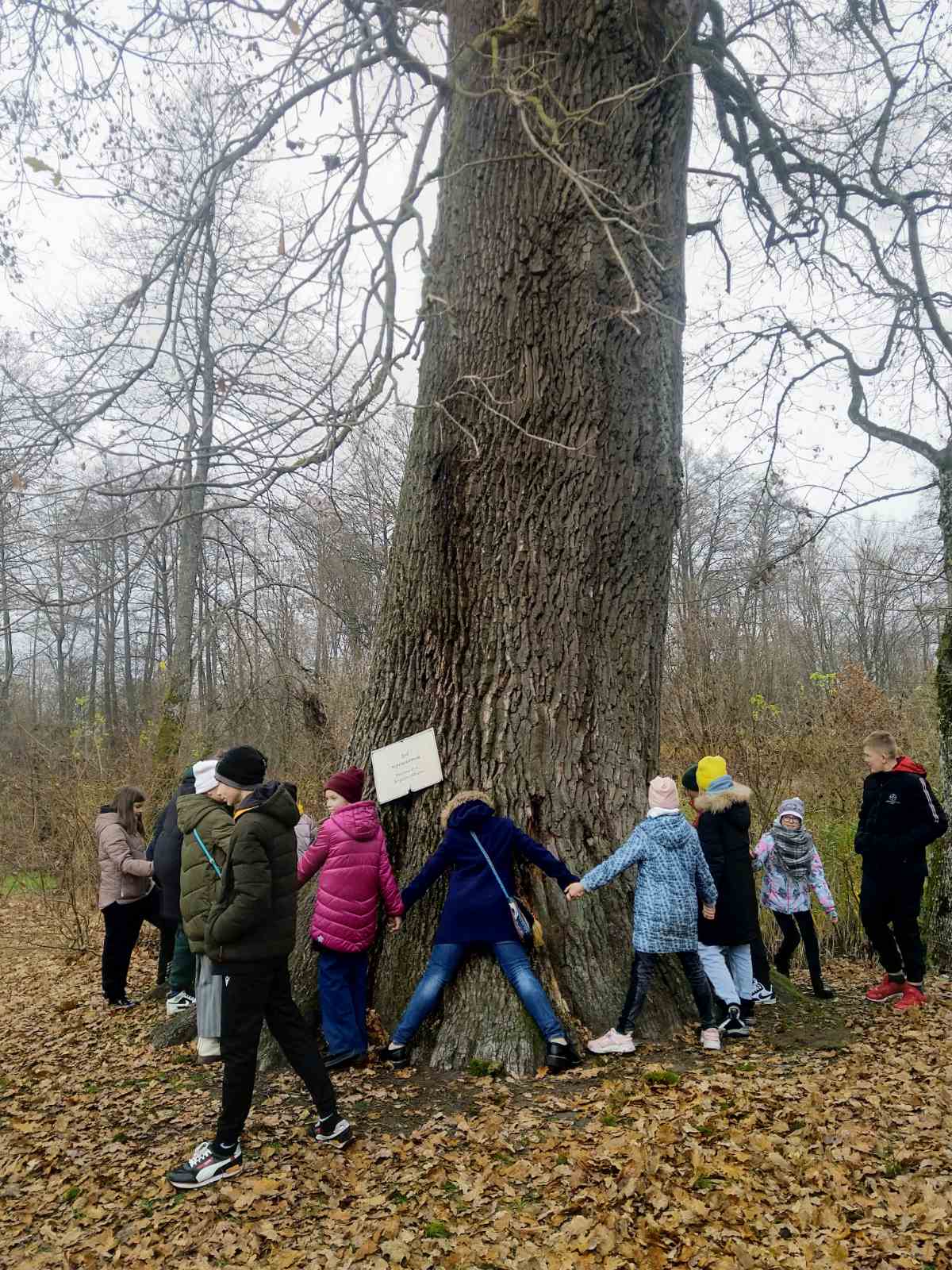 Дуб Боны Сфорца