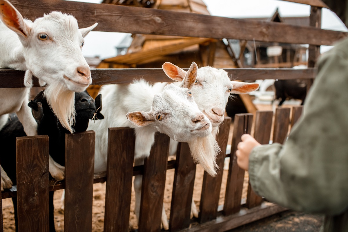 Контактный зоопарк Диприз