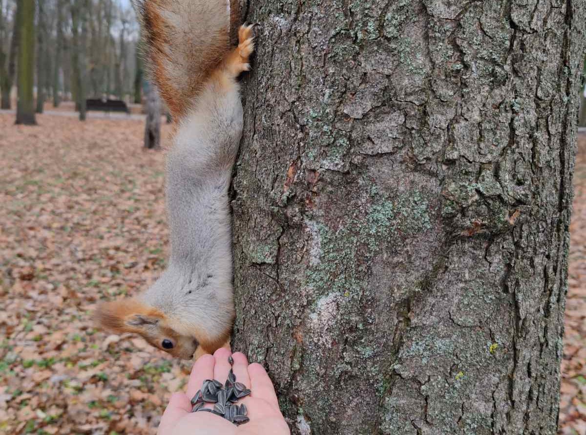 Парк Дворца Гомеля