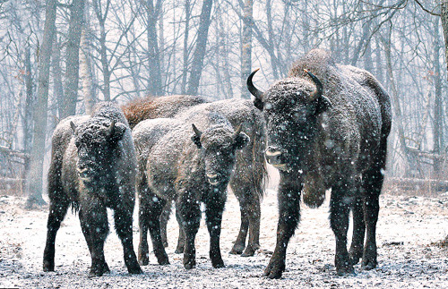 Новогодняя экскурсия школьникам пуща