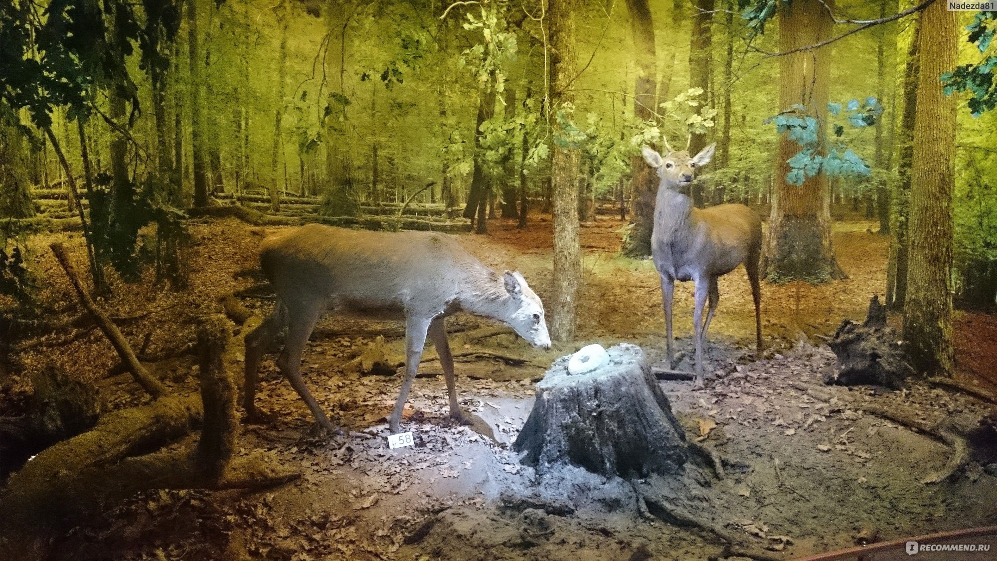 Автобусом в Беловежскую пущу